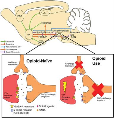 Dopamine Supersensitivity: A Novel Hypothesis of Opioid-Induced Neurobiological Mechanisms Underlying Opioid-Stimulant Co-use and Opioid Relapse